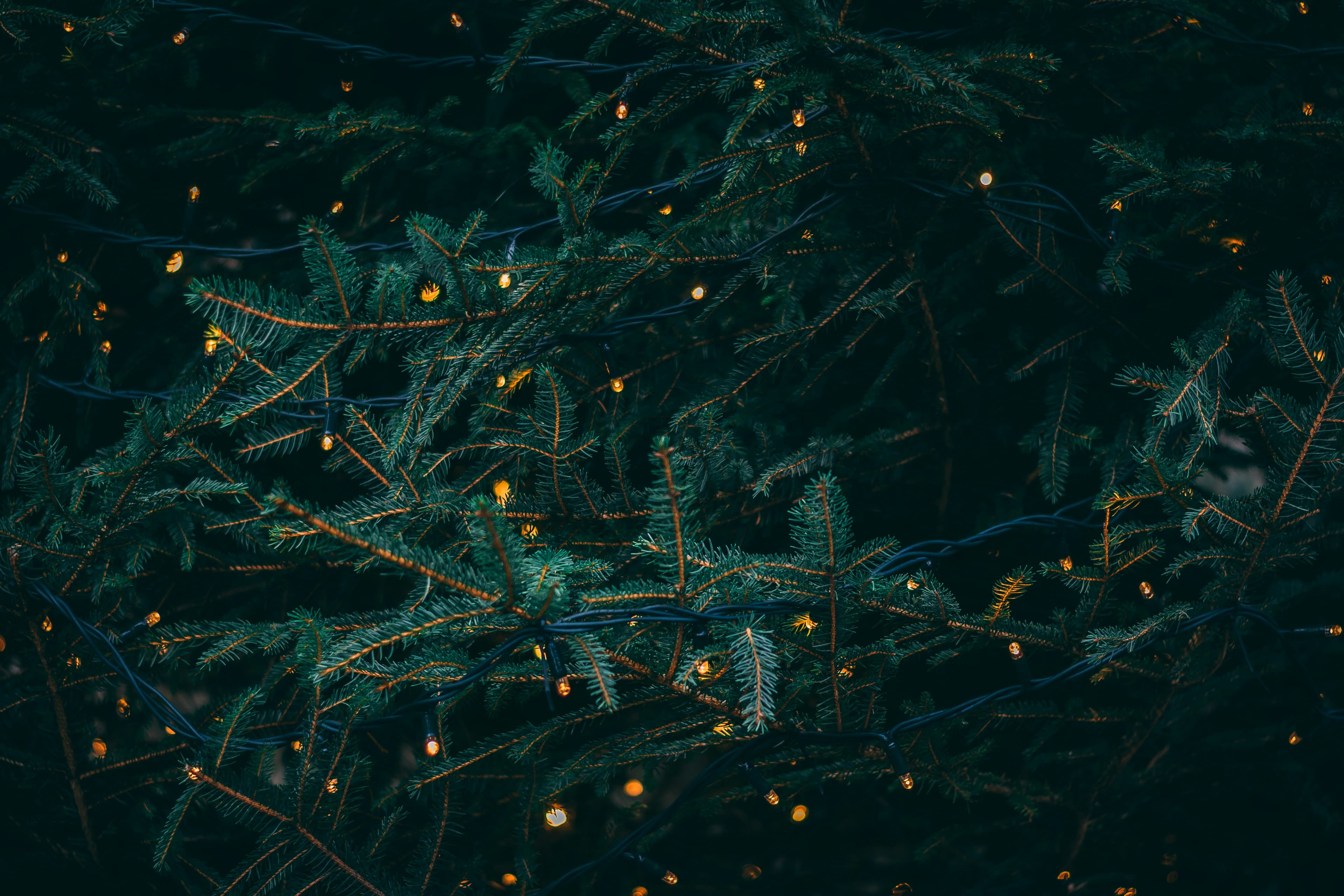 Evergreen branches glowing with warm Christmas lights